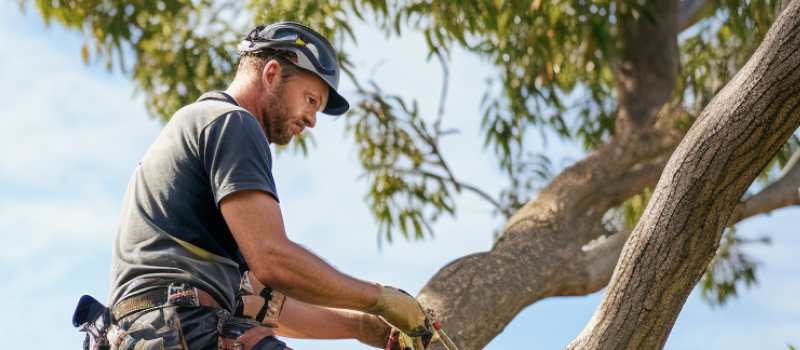 Tree Pruning & Maintenance Brisbane